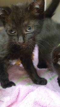 Rescue Domestic Short Hair Cats for Adoption in Chesapeake, Virginia - Annabel Lee | PetCurious