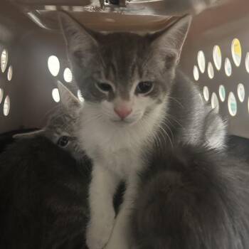 Marvel -  Domestic Short Hair Cat for Adoption in Philadelphia, Pennsylvania - Marvel | PetCurious