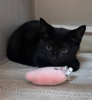 Rescue Domestic Short Hair Cats for Adoption in Greensboro, North Carolina - Jamie | PetCurious