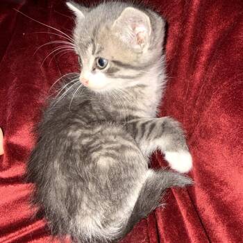 Moth -  Domestic Short Hair Cat for Adoption in Ringtown, Pennsylvania - Moth | PetCurious