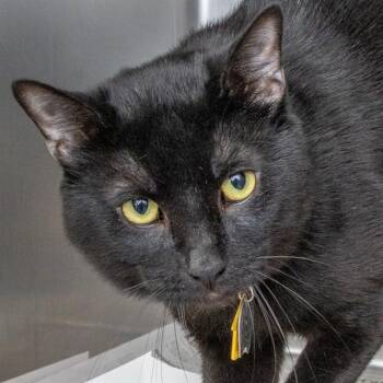 HAPPY -  Domestic Short Hair Cat for Adoption in St. Louis, Missouri - HAPPY | PetCurious