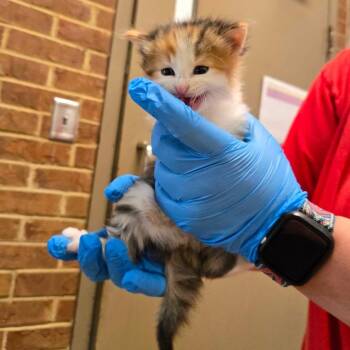 Cameron -  Domestic Medium Hair Cat for Adoption in Birmingham, Alabama - Cameron | PetCurious