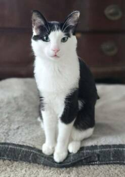 Domestic Short Hair Cats Available for Adoption in Anchorage, Alaska - Armello | PetCurious