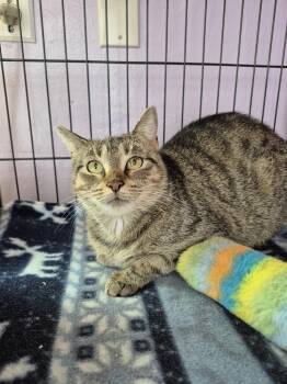 Domestic Short Hair Cats Available for Adoption in Wild Rose, Wisconsin - Mari | PetCurious