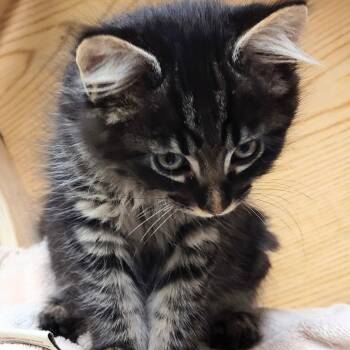 Nino -  Domestic Short Hair Cat for Adoption in Wilsonville, Oregon - Nino | PetCurious