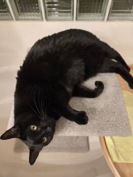 Nalia Rain -  Domestic Short Hair Cat for Adoption in Chandler, Arizona - Nalia Rain | PetCurious