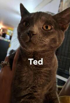 Domestic Short Hair Cats Available for Adoption in Nucla, Colorado - Ted (Toots) | PetCurious