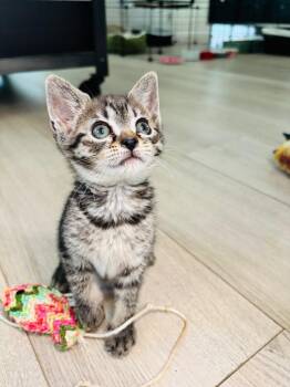 *Miso Drift -  Domestic Short Hair Cat for Adoption in Newnan, Georgia - *Miso Drift | PetCurious