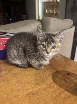 Abacus -  Domestic Short Hair Cat for Adoption in Wheaton, Illinois - Abacus | PetCurious