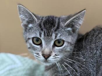 Paisley -  Domestic Short Hair Cat for Adoption in Portland, Oregon - Paisley | PetCurious