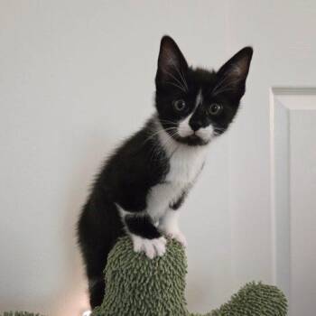 Ripple -  Domestic Short Hair Cat for Adoption in Fishers, Indiana - Ripple | PetCurious