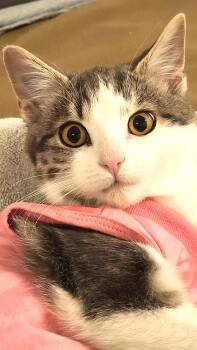 Rescue Domestic Short Hair Cats for Adoption in Hamilton, Ontario - Bella | PetCurious