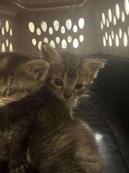 Crayola -  Domestic Short Hair Cat for Adoption in Cincinnati, Ohio - Crayola | PetCurious