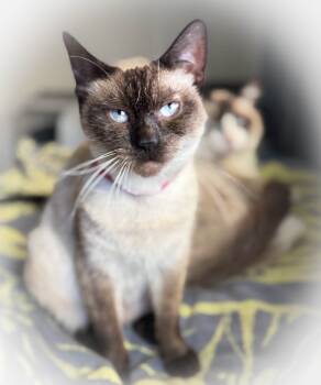 Rescue Siamese Cats for Adoption - Kai | PetCurious