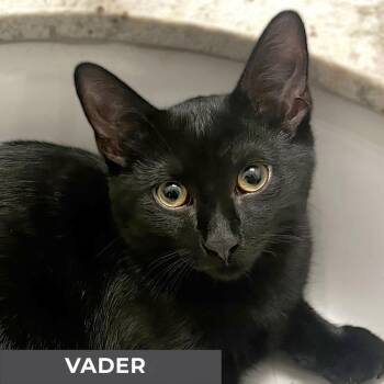 Rescue Domestic Short Hair Cats for Adoption in Toronto, Ontario - Vader | PetCurious
