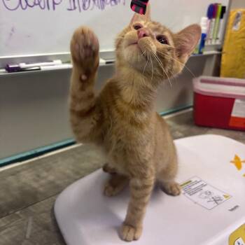 Zazu -  American Shorthair Cat for Adoption in Mocksville, North Carolina - Zazu | PetCurious