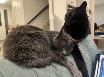 Luna and Merlin -  Domestic Short Hair Cat for Adoption in Blaine, Minnesota - Luna And Merlin | PetCurious