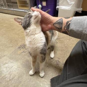 Domestic Short Hair Cats Available for Adoption - Opal | PetCurious