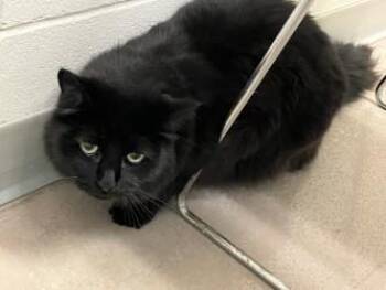 Cupid -  Domestic Medium Hair and Domestic Short Hair Cat for Adoption in Woodbury, Minnesota - Cupid | PetCurious