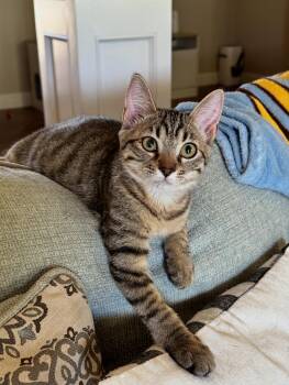 Rescue Domestic Short Hair Cats for Adoption in Visalia, California - Abigail | PetCurious