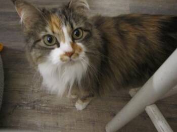 Domestic Long Hair and Calico Cats Available for Adoption in Lafayette, Colorado - Olive | PetCurious