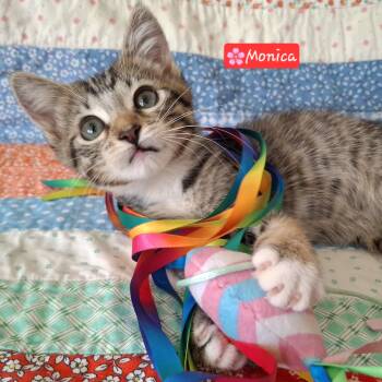 Monica -  Domestic Short Hair and Bengal Cat for Adoption in Yorba Linda, California - Monica | PetCurious