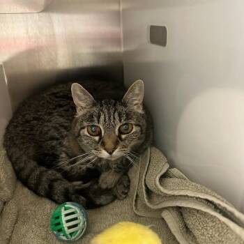 Smokey -  Domestic Short Hair Cat for Adoption in Goleta, California - Smokey | PetCurious