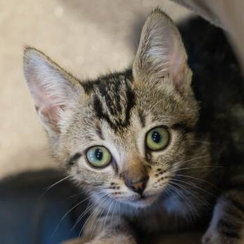 Dillon -  Domestic Short Hair Cat for Adoption in Houston, Texas - Dillon | PetCurious