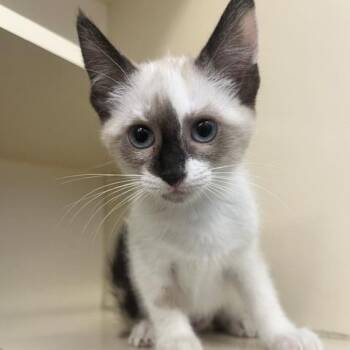 Cashmere Glow -  Domestic Short Hair and Siamese Cat for Adoption in Dayton, Ohio - Cashmere Glow | PetCurious