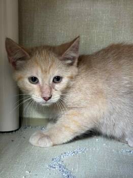 Rescue Domestic Short Hair Cats for Adoption in Marion, Ohio - Carrot | PetCurious