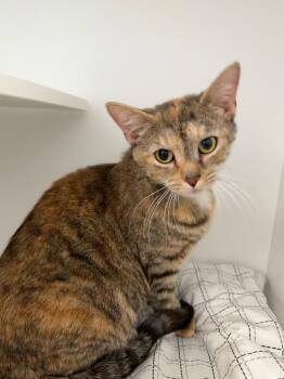 Domestic Short Hair Cats Available for Adoption in Milltown, New Jersey - Sansa | PetCurious