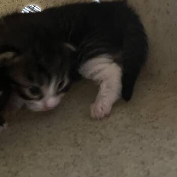 Emmy Dimmy Dom -  Domestic Medium Hair Cat for Adoption in Philadelphia, Pennsylvania - Emmy Dimmy Dom | PetCurious