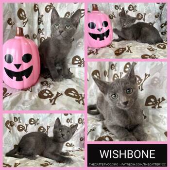 Wishbone -  Domestic Short Hair Cat for Adoption in Corpus Christi, Texas - Wishbone | PetCurious