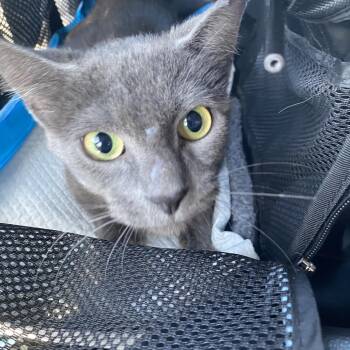 Freya -  Domestic Short Hair Cat for Adoption in Los Angeles, California - Freya | PetCurious