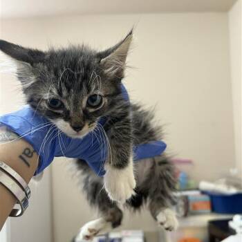 Marcos -  Domestic Medium Hair Cat for Adoption in Kanab, Utah - Marcos | PetCurious