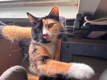 Iris -  Domestic Short Hair Cat for Adoption in Milton, Delaware - Iris | PetCurious