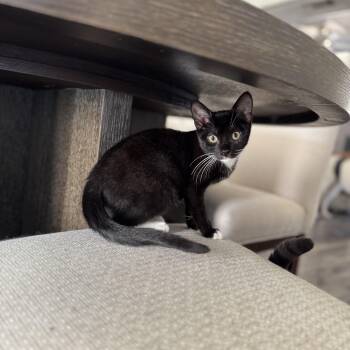 Rescue Domestic Short Hair Cats for Adoption in North Richland Hills, Texas - Celeste | PetCurious