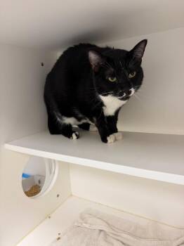 Shadow Moon Pie -  Domestic Short Hair Cat for Adoption in Greenfield, Indiana - Shadow Moon Pie | PetCurious