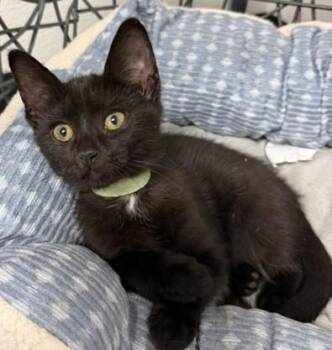 Tini -  Domestic Short Hair Cat for Adoption in Bryan, Ohio - Tini | PetCurious