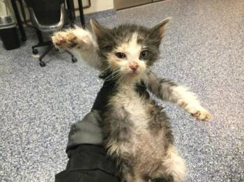 Domestic Short Hair Cats Available for Adoption in Thousand Palms, California - A1913307 | PetCurious