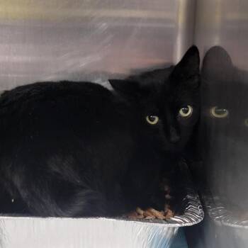 Domestic Short Hair Cats Available for Adoption - Reno | PetCurious
