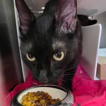 Keith -  Domestic Short Hair Cat for Adoption in Eureka Springs, Arkansas - Keith | PetCurious