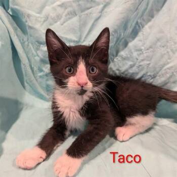 TACO -  Domestic Short Hair Cat for Adoption in Auburn, California - TACO | PetCurious