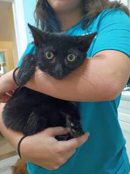 Ren needs kitty friend -  Domestic Short Hair Cat for Adoption in Hendersonville, Tennessee - Ren Needs Kitty Friend | PetCurious