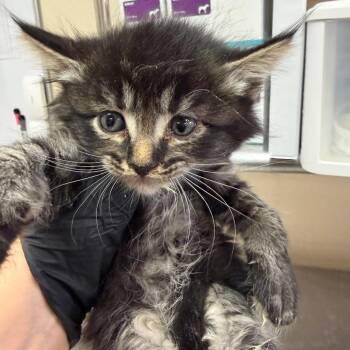 Dolly Parton -  Domestic Medium Hair Cat for Adoption in Reno, Nevada - Dolly Parton | PetCurious