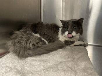 Domestic Short Hair Cats Available for Adoption in Thousand Palms, California - A1913655 | PetCurious