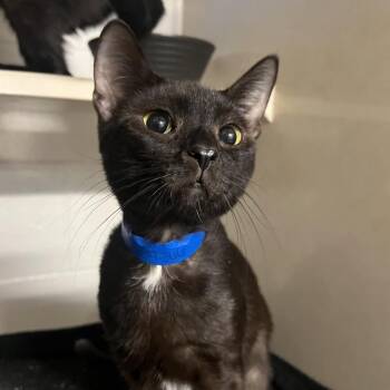 Dino -  Domestic Short Hair Cat for Adoption in Fairport, New York - Dino | PetCurious
