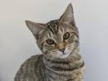 Xaria -  Domestic Short Hair and Tabby Cat for Adoption in Powell, Ohio - Xaria | PetCurious