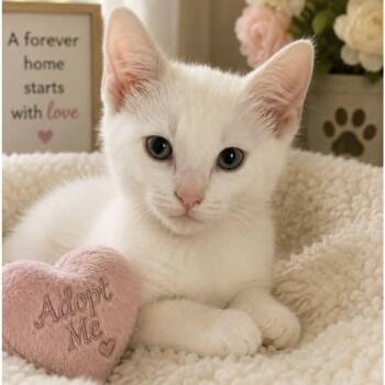 Serenity -  Domestic Short Hair Cat for Adoption in Antioch, California - Serenity | PetCurious