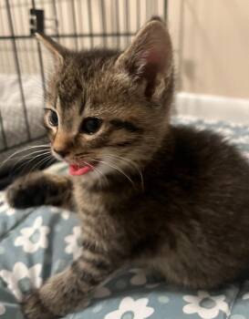 Domestic Short Hair Cats Available for Adoption in Saint Clairsville, Ohio - Heath | PetCurious